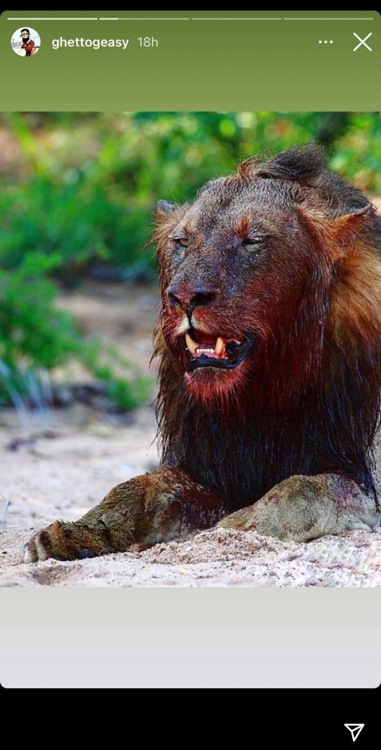 Окровавленная морда Льва